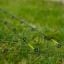 Prestom Monster Extreme Feeder Vrhovi 3,5mm