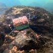 Delphin River Feeder Hranilice STIX
