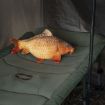 Delphin CARPY plush carp igračka za djecu i odrasle ribolovce